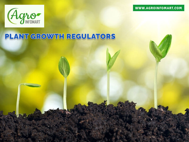 Plant growth regulators manufacturers, dealers, exporters