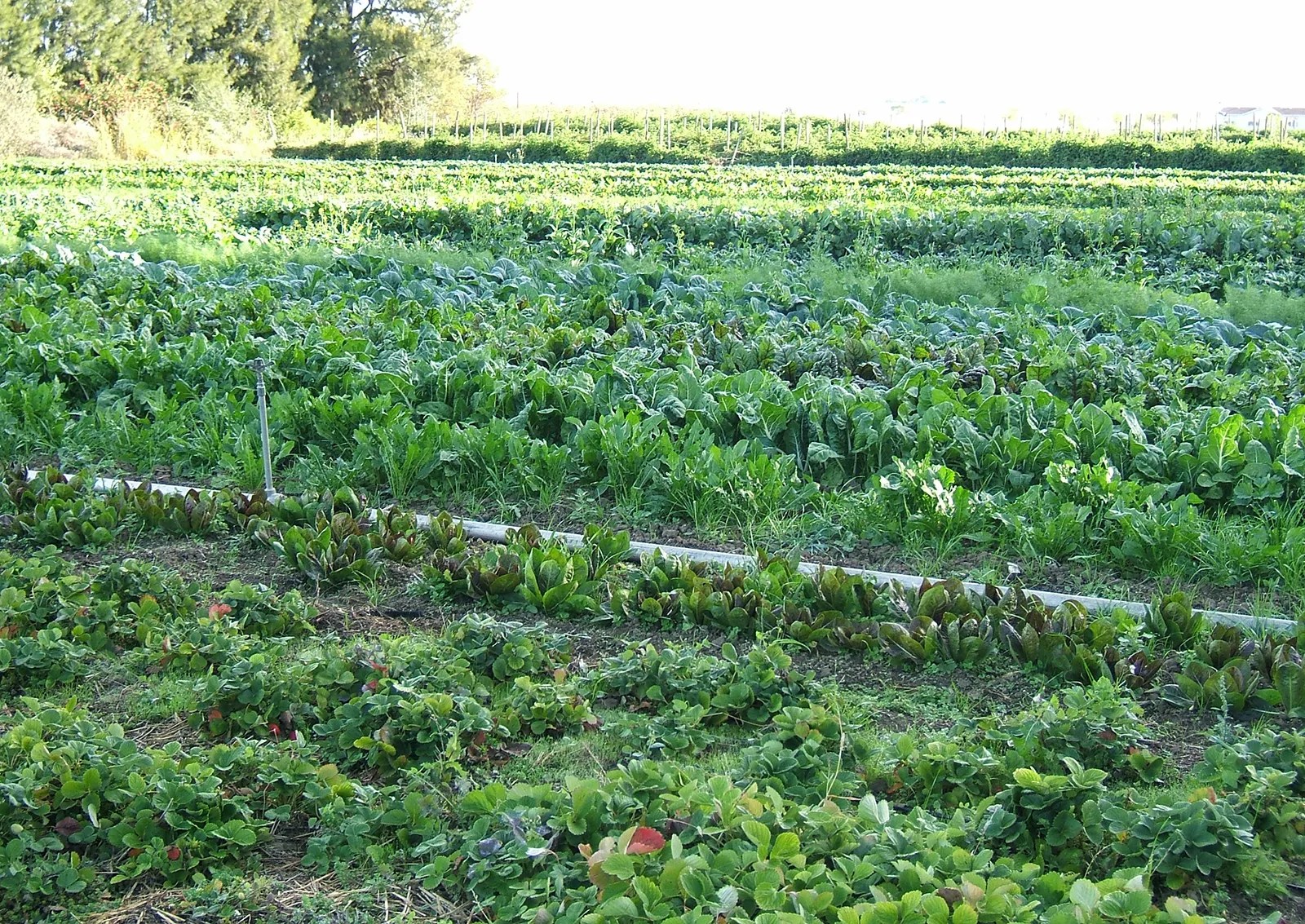 organic farming Definition, History, Methods, & Benefits