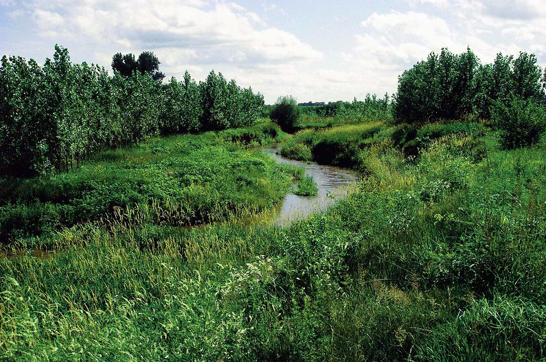 Riparian Plantings, Buffer and Filter Strips Center for