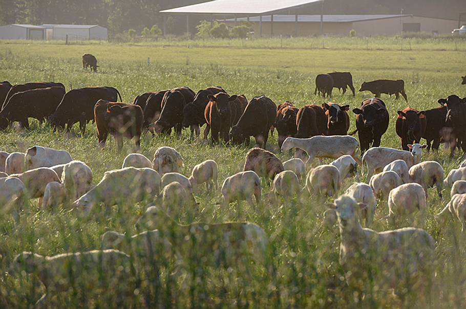 Multispecies Grazing Center for Regenerative Agriculture