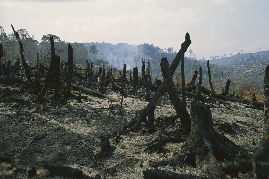 Slash And Burn Agriculture, Where Photograph by Konrad Wothe