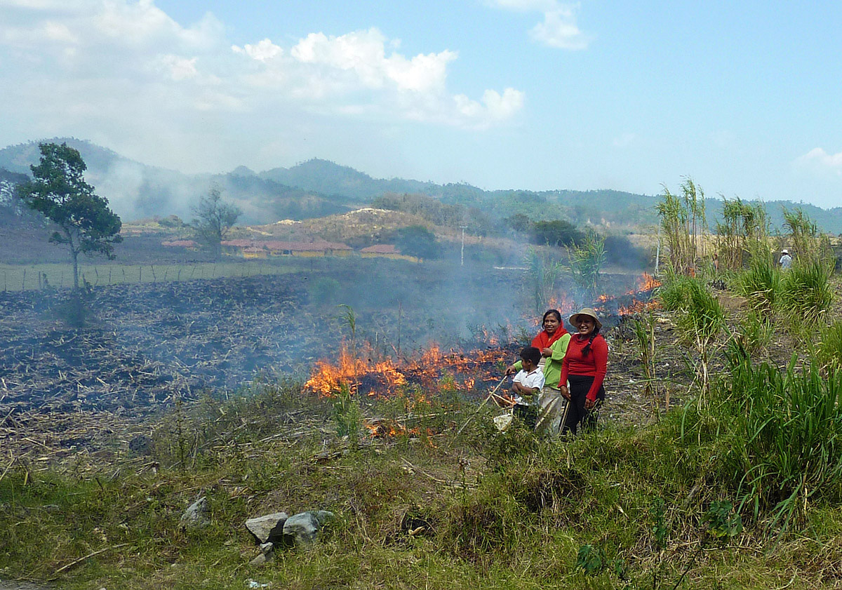 Slash and burn agriculture