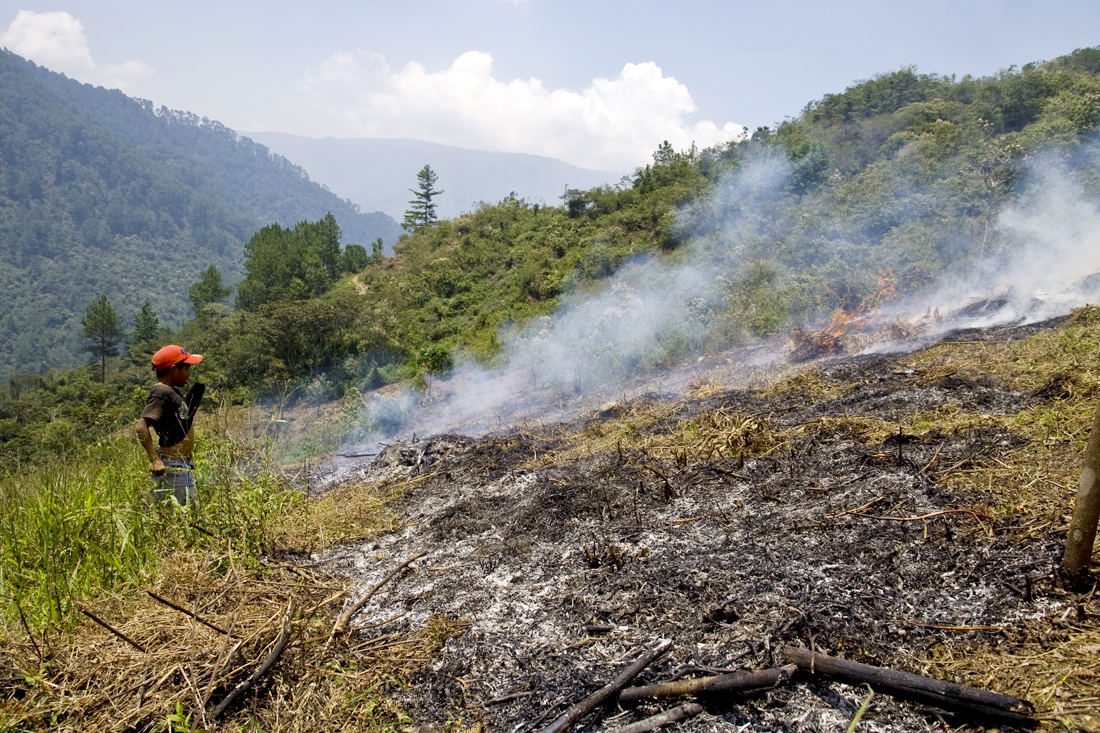 Slash and burn agriculture