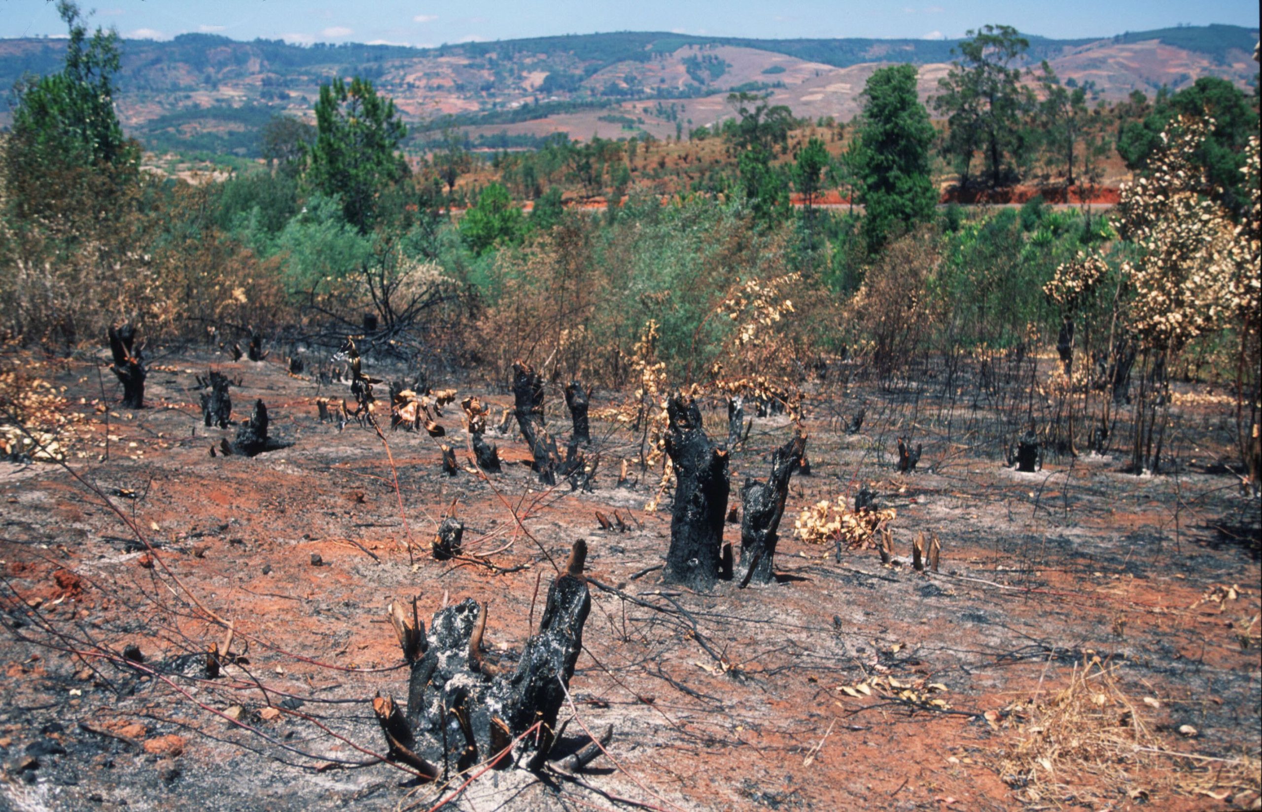 The Environmental Impact of Slash and Burn Agriculture