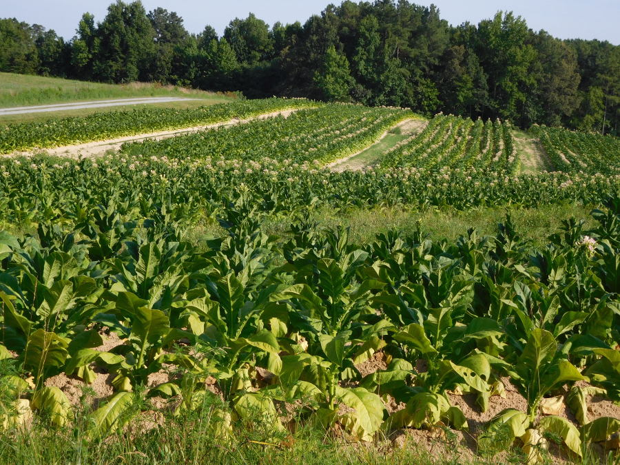 Tobacco and Staple Agriculture